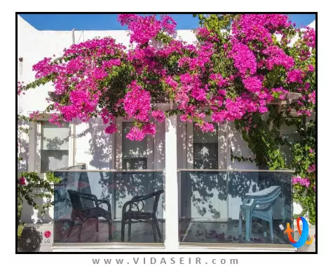 د هلو بدروم